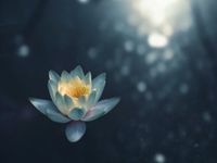 Lotus auf dem Wasser